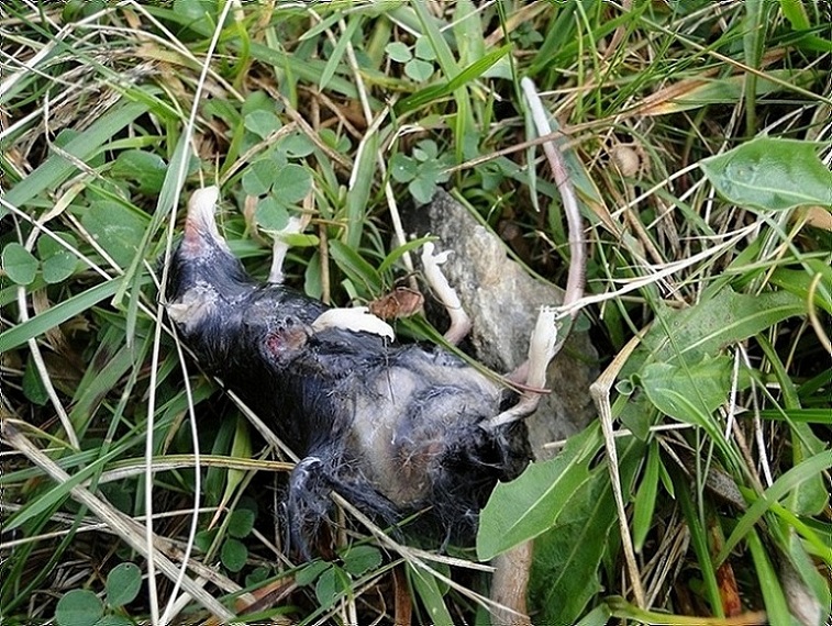 Opilione (Mitopus morio) su cadavere di Sorex alpinus